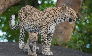 5 Days Explore Tanzania Safari