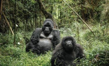 12 Days Best Of Uganda Safari