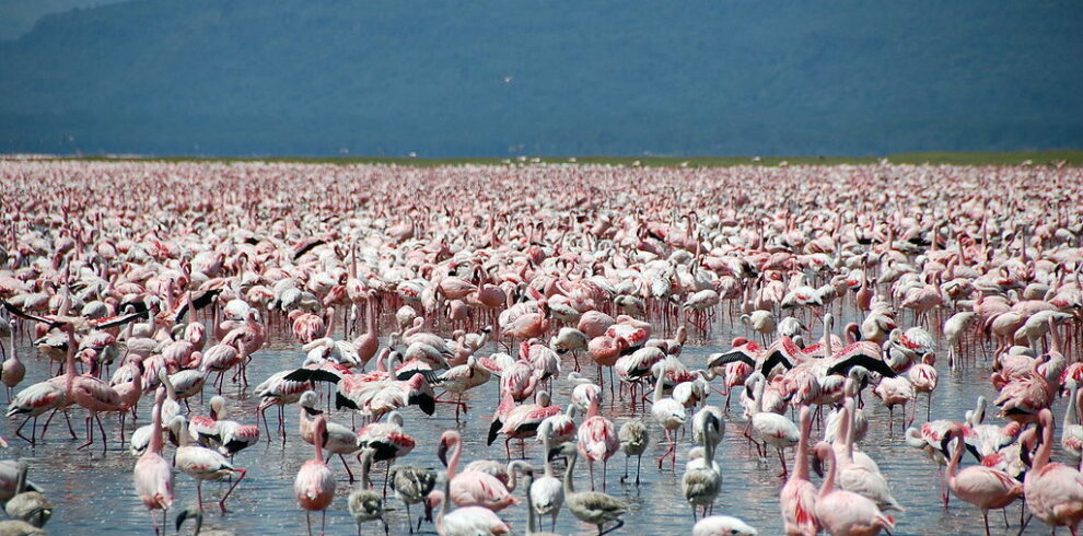 Lake Naivasha