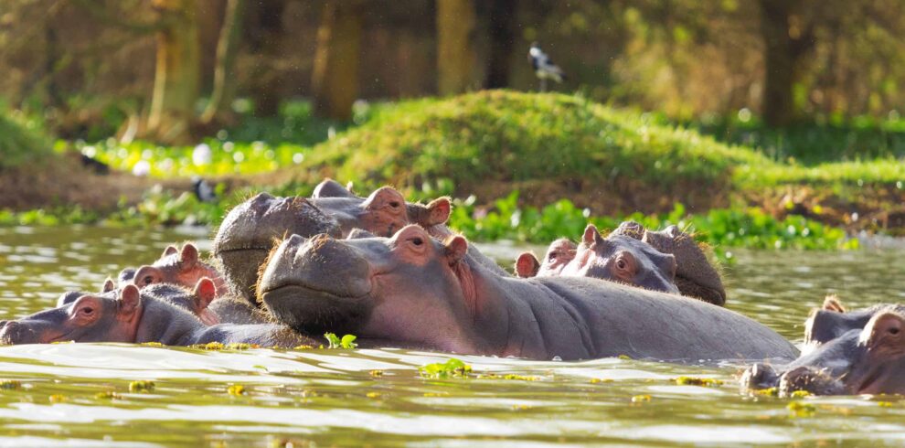 Hippopotamus, Lake Naivasha