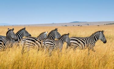 3 Days Serengeti – Ngorongoro Safari