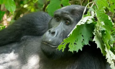 3 Day’s Uganda Gorilla Tour