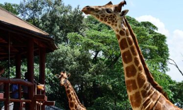 Karen Blixen and Giraffe Center